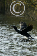 Cormorant taking flight.